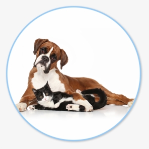 Counseling Regarding Pet Care, Behavior Problems And #4334434