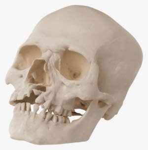 Free Png Skull Png Images Transparent - 3b Scientific A29/3 Human Skull Model #4334855