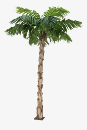 Palm Tree Png Image Background - Palm Tree #4335093