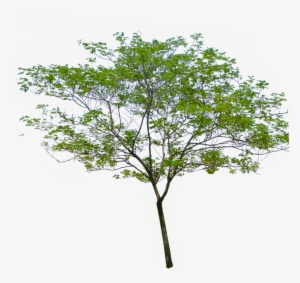 Palm Tree Png - Transparent Background Tree Png #4335169