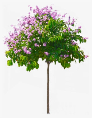 Free Download Palm Png Tree Transparent Background - Png Photo Hd Background #4335261 Free Download Palm Png Tree Transparent Background - Png Photo Hd Background #4335261