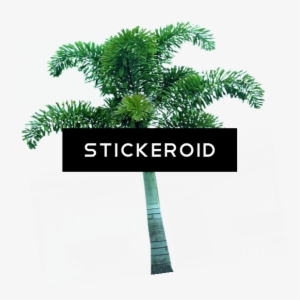 Palm Tree - Duke Nukem Forever Box Art #4335347