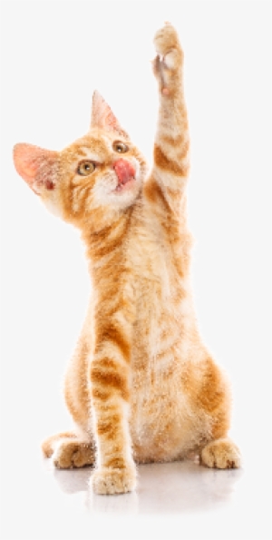 Happy Cat Png - Cat #4336019 Happy Cat Png - Cat #4336019