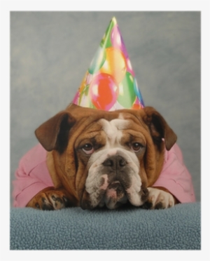 English Bulldog Dressed Up Pink Sweater And Birthday - Bulldog With Birthday Hat #4336369