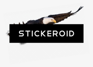 Flying Eagle Animals - Bald Eagle #4336984