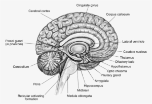 Brain - Labeled Brain Diagram #4337434