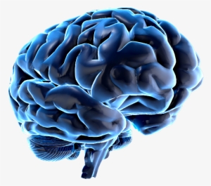 Brain - Wink News #4337597