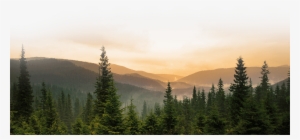Forest #4338347