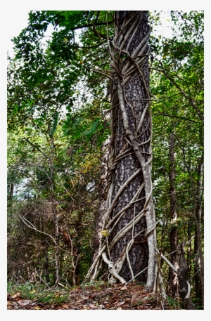 Tree Vines In Forest Png Background Stock Photo 00 #4338528
