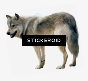 Black Wolf - Treasury Of Modern Superstitions And Charms [book] #4338531