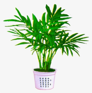 Palm Plant Png - Transparent Background Plant Png #4339051