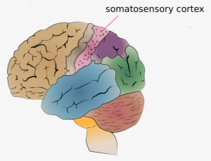 Joseph Mcclernon, The Senior Author Of This Study, #4339103
