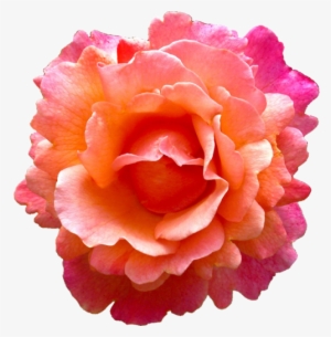 Tropical Pink Flower Png - Orange Pink Flowers Png #4339560