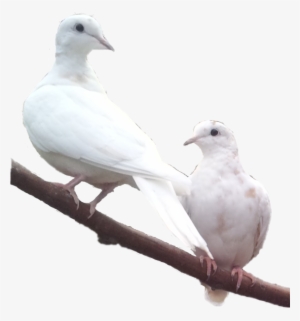 Female Evaluation Of An Ongoing Courtship Display, - Rock Dove #4341249