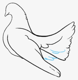 How To Draw Dove - Sketch #4341434