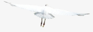 White Birds Flying Png - European Herring Gull #4341974