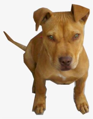 Perro Pitbull Bebe Png By Pngdetodotipo - American Pit Bull Terrier #4342257