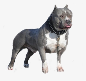 Tubes Animaux " Chiens " - Blue Pitbull Puppies #4342374