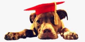 Olive Shiplett Pitbull Pittbull Lawn Care - Companion Dog #4342811