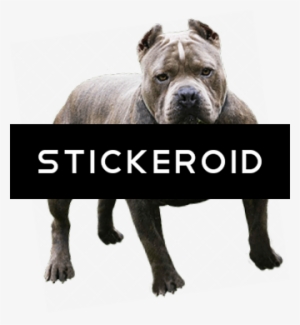 Pitbull - Pit Bull #4342846