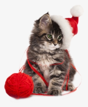 Christmas Kitten Png By Lg-design - Rapport Home Christmas Kitten Cushion Cover #4343256