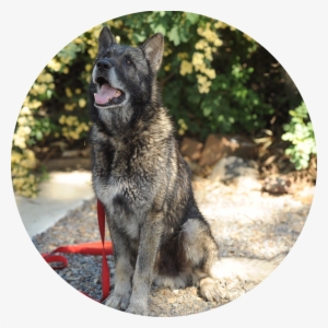 German Shepherds - Norwegian Elkhound #4343257