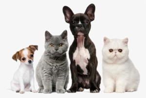 Puppy Kitten Png - Dogs Cats #4343409