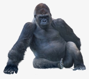 Png All - Gorilla Sitting #4345095