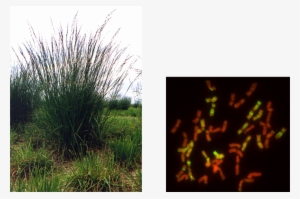 Festulolium Krasanii Varieties Tend To Look Like Tall - Grass #4345281