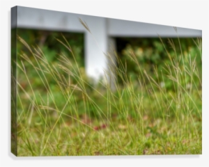 Tall Grass Canvas Print - Grass #4345361