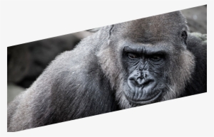 The Gorilla Troop - Western Lowland Gorilla #4345481