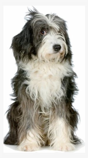 Atlanta Dog Training Resources - Tibetan Terrier And Bearded Collie #4345913