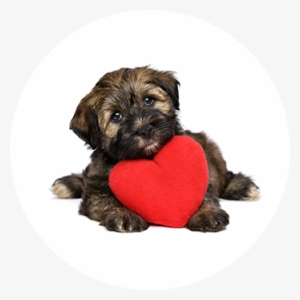 Adoptable Dogs At Mending Hearts Animal Rescue - Dog Hearts #4346259