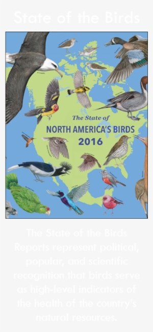 State Of Birds Button - Macaw #4346303