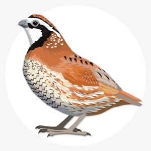 Northern Bobwhite - Northern Bobwhite Png #4346470