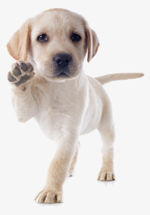 Academy Of Canine Behavior - Puppy Dogs #4346517