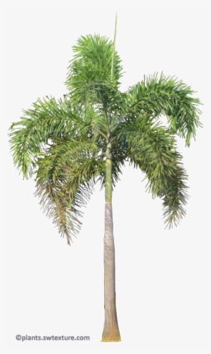 Foxtail Palm Png #4347828