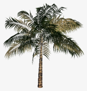 Baby Palm - Palm Tree #4348033