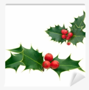 Holly Sprig #4348675