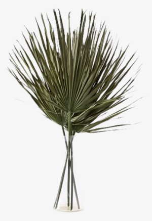 Dried Palm Leaf, Green At West Elm - Botanicals - Home #4349572