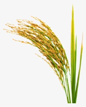 Rice Plant Transparent #4350937