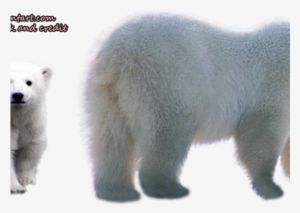 Polar Bear Png Transparent Images - Polar Bear #4351365