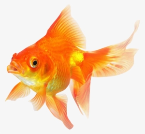 Goldfish Png Transparent Image - Goldfish #4352116