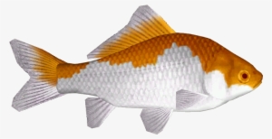 Common Goldfish 4 - Goldfish #4352146