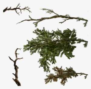 Tree Texture Branches Png #4353120