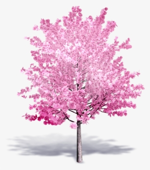 Cherry Tree In Bloom - Cerisier En Fleur Png #4353278