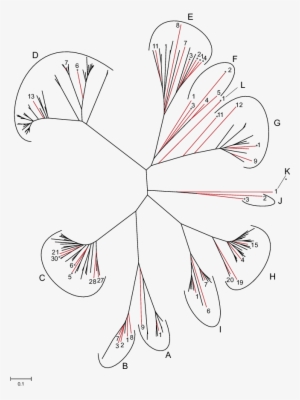 An Unrooted Tree Of 188 Putatively Functional Mouse - Line Art #4353364