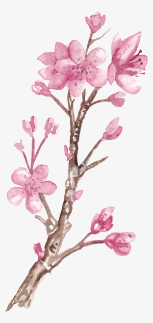 Hand Painted Peach Tree Branch Png Transparent - Cách Vẽ Cây Đào #4353494