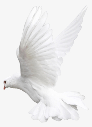 Pigeon Fly Png - White Bird Png For Editing #4353763 Pigeon Fly Png - White Bird Png For Editing #4353763