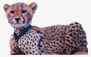 Image Cheetah Cub - Cheetah #4354446